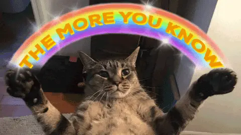 The more you know cat gif