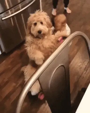 Toddler pushing a dog via stroller