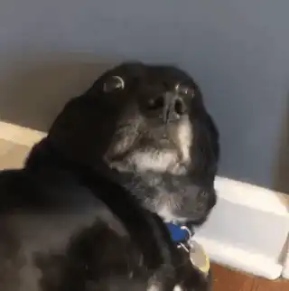 Shocked dog