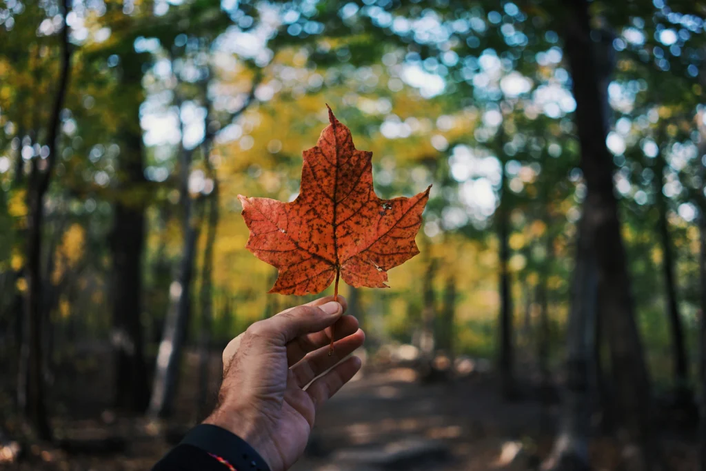 A hand holds up a single vibrant orange maple leaf in front of a soft-focus forest path filled with colorful autumn trees and foliage.