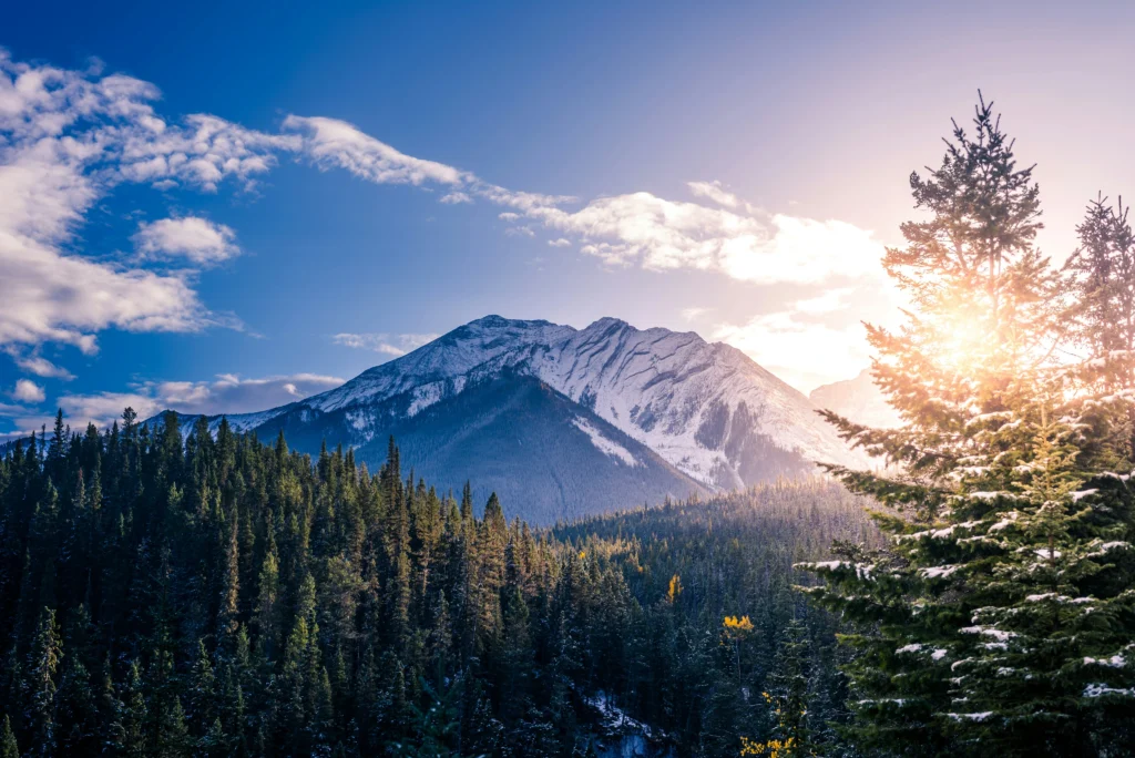 Bright sunlight streams through tall pine trees covering a mountainside, highlighting a snow-capped peak under a blue and cloudy sky.