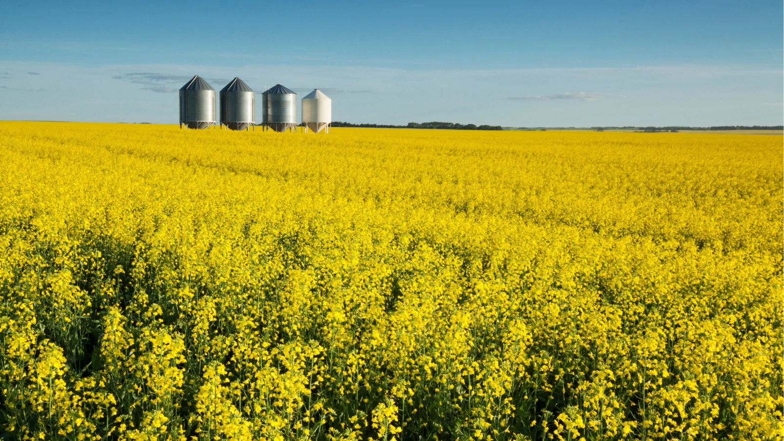 Four metal grain silos stand in a vast agricultural field blooming with bright yellow canola flowers under a clear blue sky.