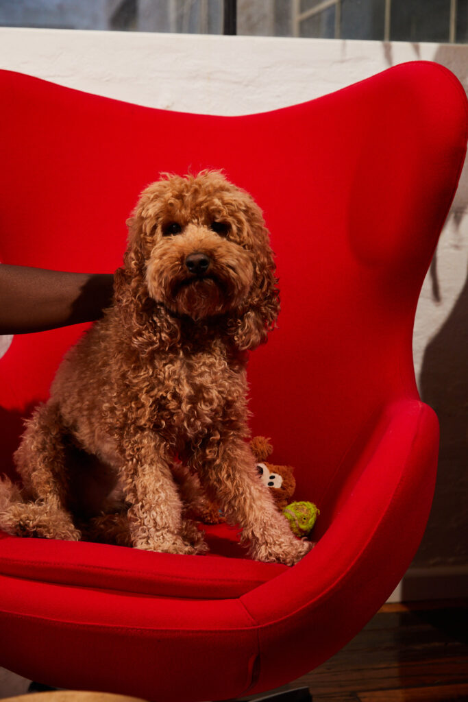 Brown dog sitting on red chair