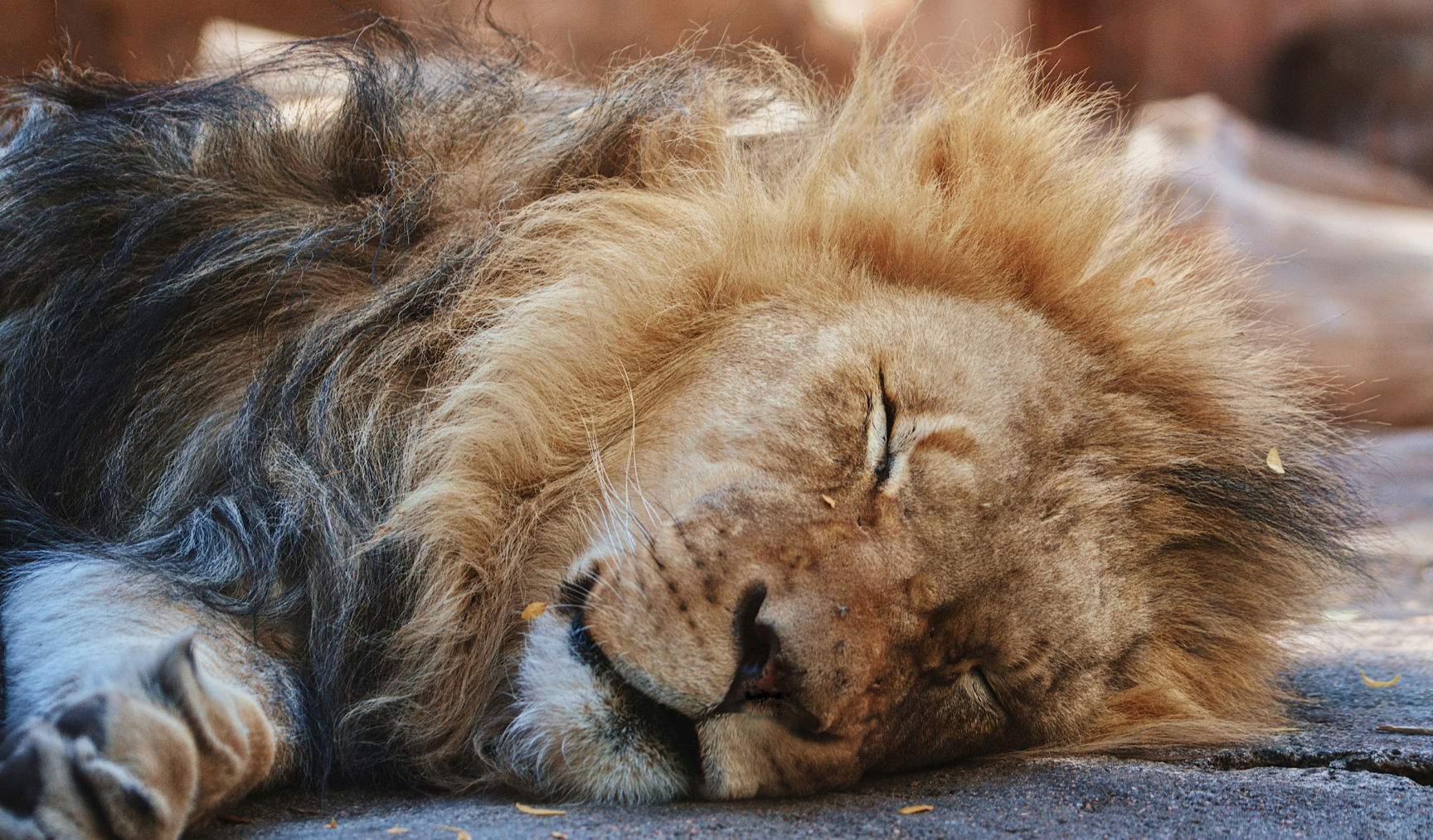 A male lion asleep
