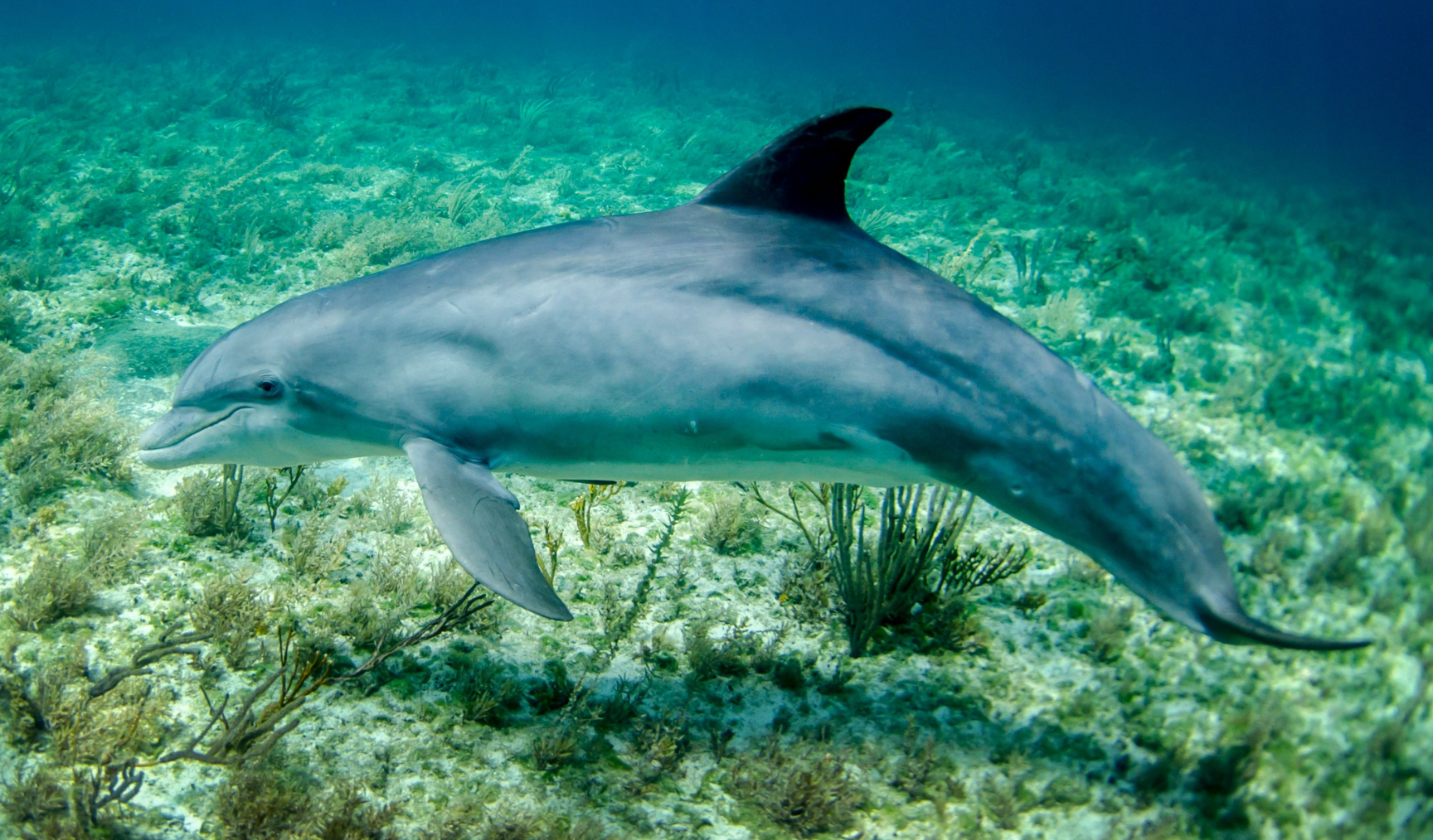 Dolphin in the sea