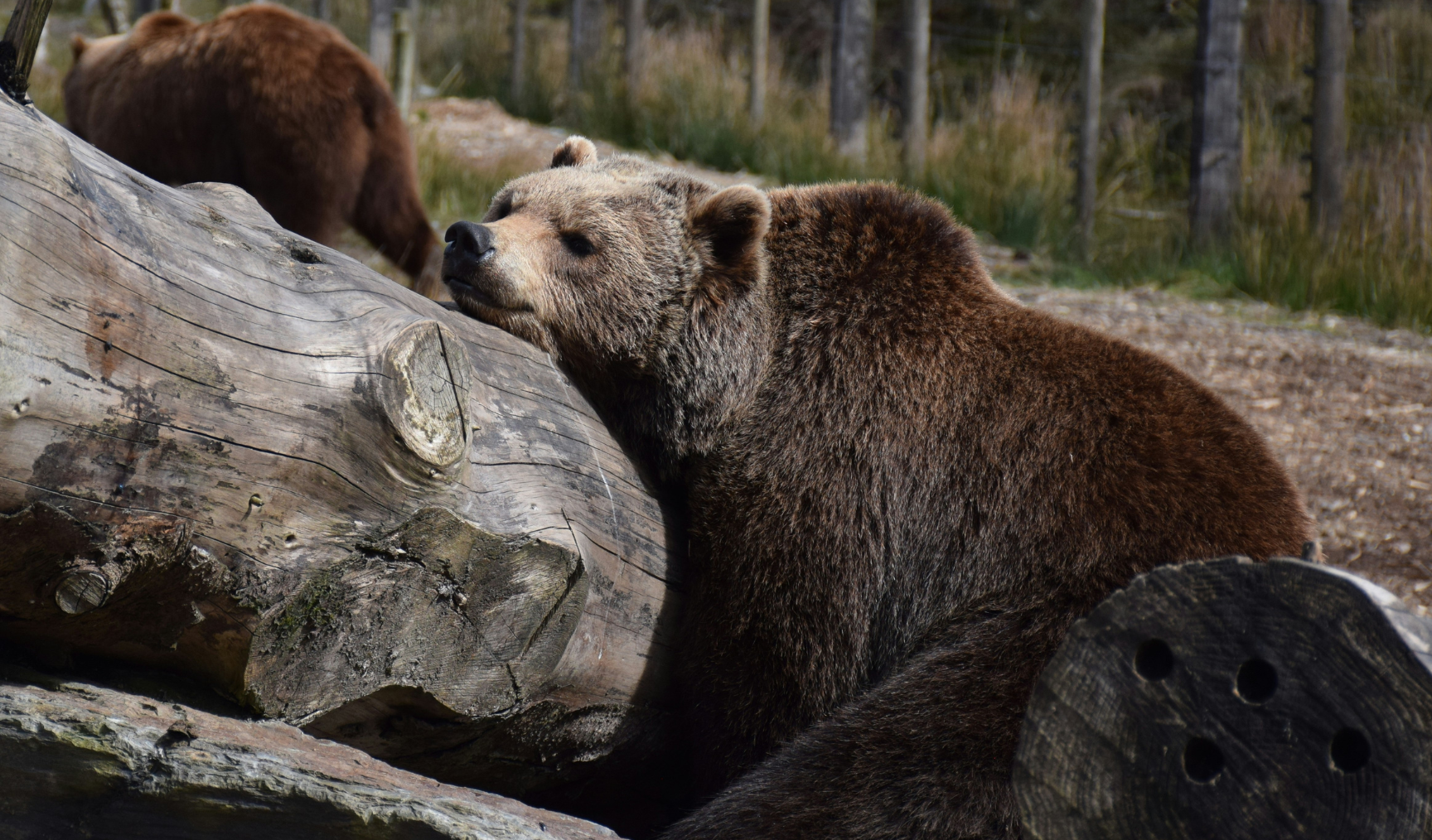 A sleeping grizzly bear