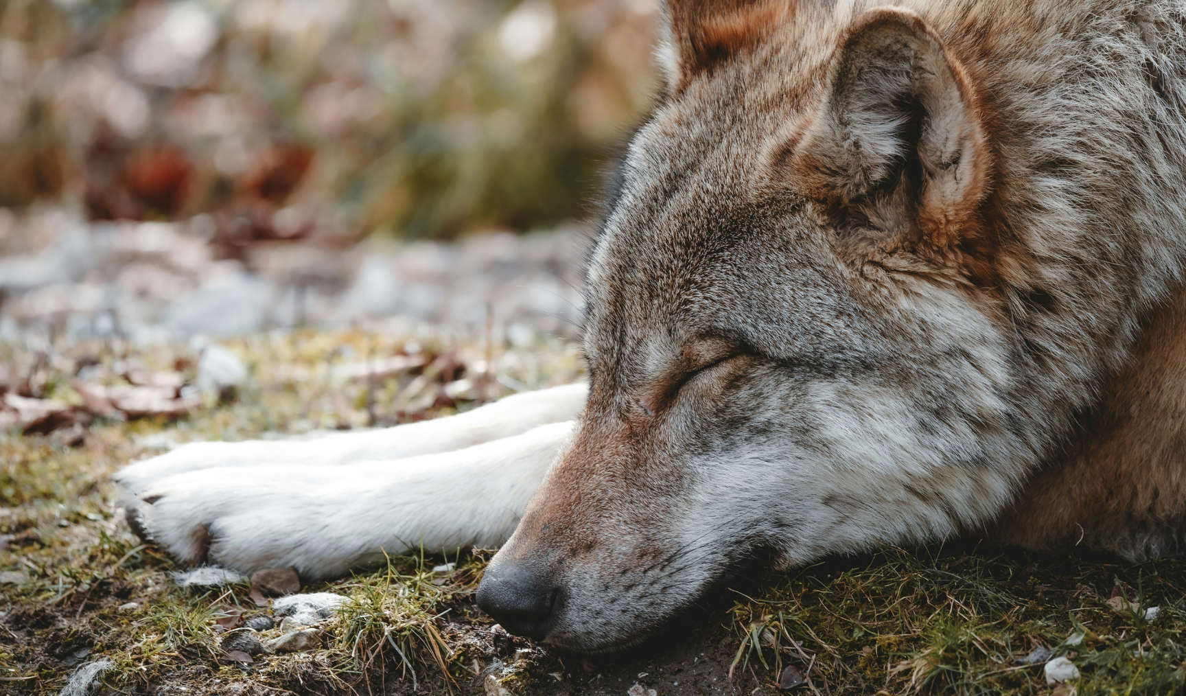 A sleeping wolf