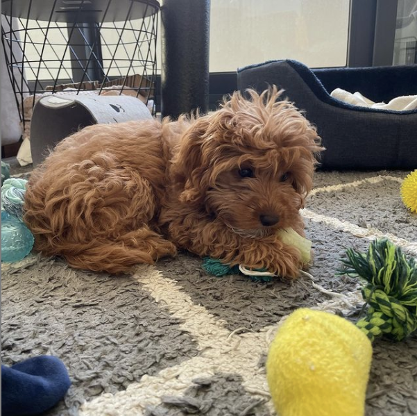 Cute puppy Lily with her toys and lettuce