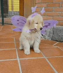 Puppy wears purple butterfly wings and antennae, sitting on a tiled patio with a brick wall and part of a metal gate in the background.