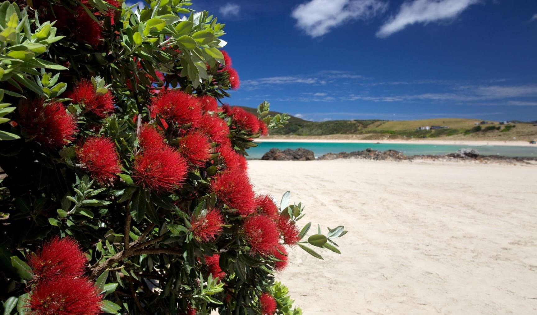 new zealand beach pohutukawa tree