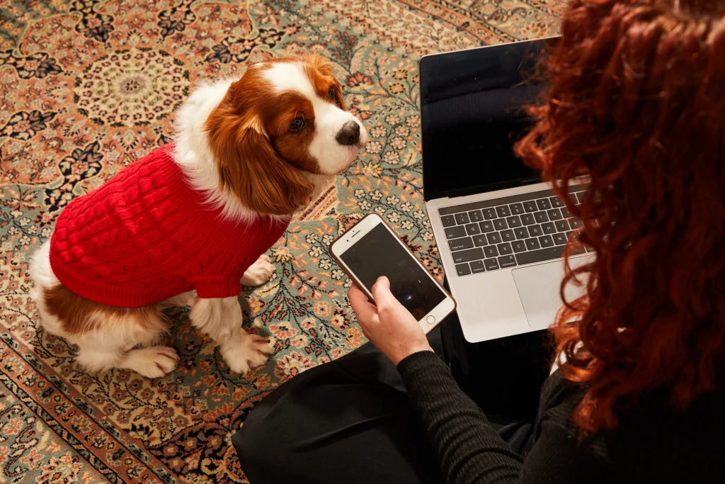 Person using a laptop and phone while a small dog in a red sweater looks up at them