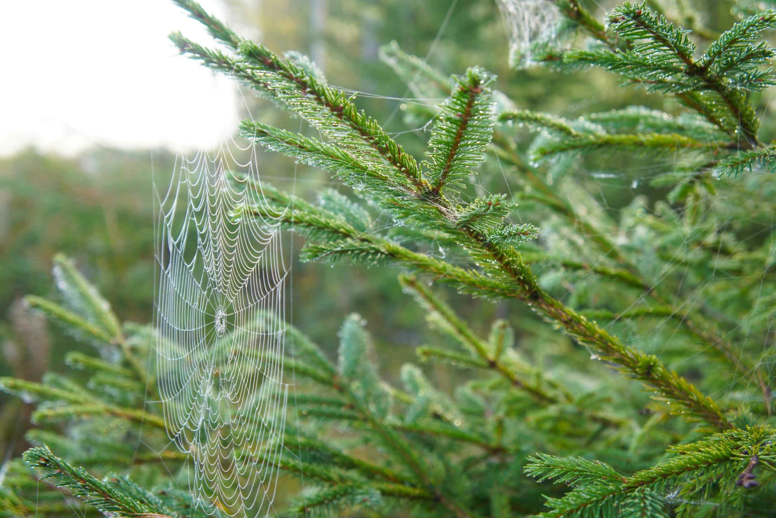 Spider web on tree branch