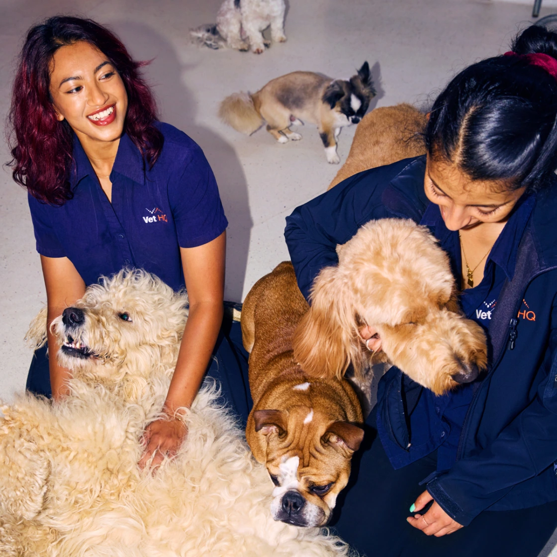 Two smiling veterinary workers in navy VetHQ uniforms sit on the floor surrounded by dogs, petting and cuddling them in a brightly lit indoor space.