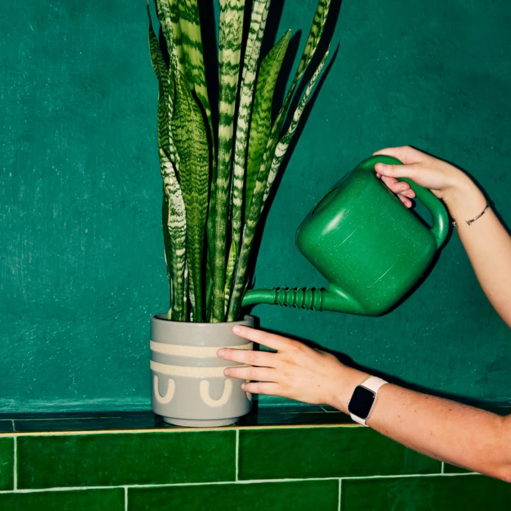 A person waters a tall snake plant in a decorative pot, set against a vivid green tiled wall and countertop.