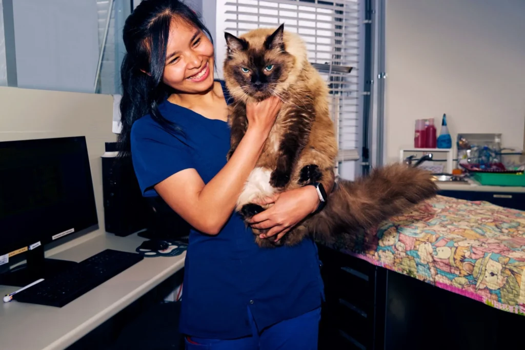 Veterinarian holding a large fluffy cat in a clinic, smiling while standing beside an examination table and computer.