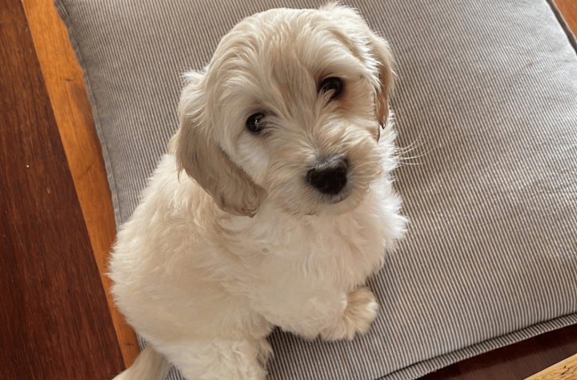 White puppy sitting on a grey pillow